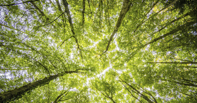 pintura-ecologica-material-construccion