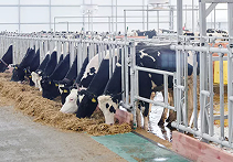 granjas agrícolas
