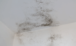 moho-pared-con-el-escudo-termico-esto-no-pasa-solucion-pintura-rull-services