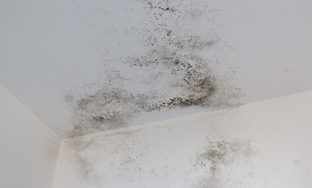 moho-pared-con-el-escudo-termico-esto-no-pasa-solucion-pintura-rull-services